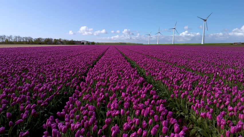 Stunning contrast of towering windmill turbines against the backdrop of endless purple tulip fields. Experience the beauty of nature and renewable energy in perfect harmony in the Netherlands