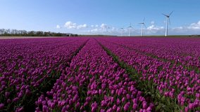 Stunning contrast of towering windmill turbines against the backdrop of endless purple tulip fields. Experience the beauty of nature and renewable energy in perfect harmony in the Netherlands - Powered by Shutterstock - Get 15% off with code: PIKWIZARD15