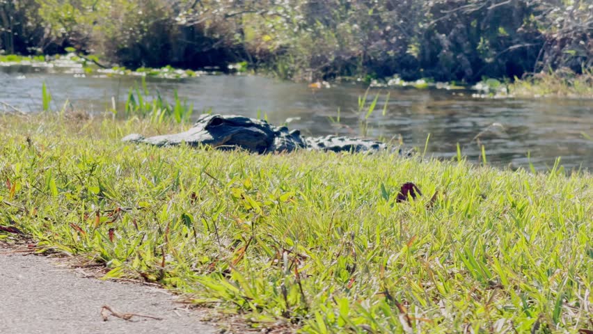 Alligator in Everglades Wetlands Miami Florida