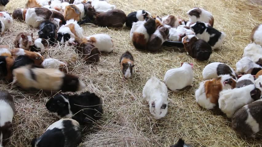 Large group of Guinea Pigs feeding and running around enclosure
