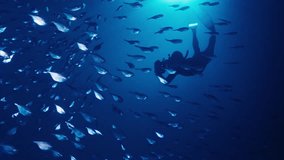 Underwater photographer filming a school of small fish in the dark blue ocean - Powered by Shutterstock - Get 15% off with code: PIKWIZARD15