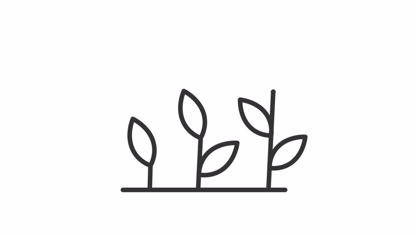 Plant development line animation. Animated sprouts icon. Natural growth stages. Lifecycle of plants. Black illustration on white background. HD video with alpha channel. Motion graphic
