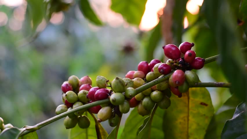 Close Up Coffee beans are ripe, harvested, branches of Arabica coffee, Coffee beans ripening on a tree, Branches adorned with ripe coffee cherries ready for harvest