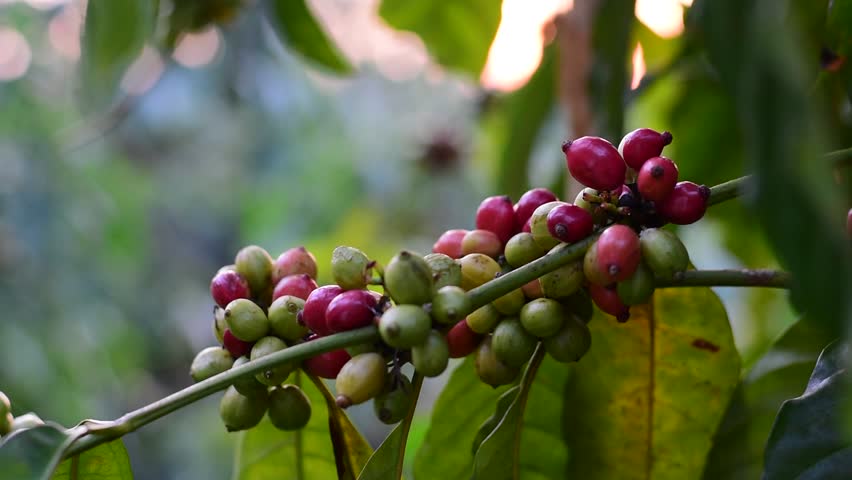 Close Up Coffee beans are ripe, harvested, branches of Arabica coffee, Coffee beans ripening on a tree, Branches adorned with ripe coffee cherries ready for harvest