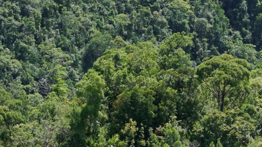 Explore the rainforest canopy of the Southern Philippines mountain landscape with a smooth cinematic zoom out featuring a vertigo parallax effect. Filmed in Bad-As Placer, Surigao del Norte, Mindanao 