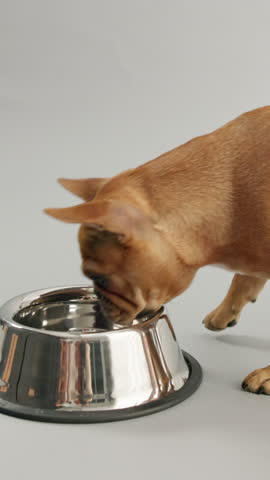 Dog, bowl and eating food in studio, nutrition and dry kibble for healthy growth development. Puppy, hungry and treats for meal digestion in diet, vitamins and care for animal on white background