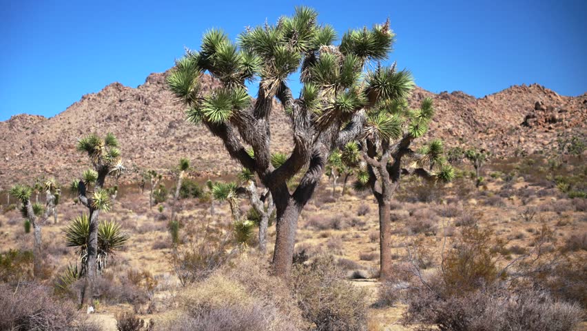 Joshua Tree National Park Mojave Colorado desert yucca Trees California driving San Bernardino County 49 Palms sunny vibrant blue sky rugged rock formation mountain landscape static shot motion