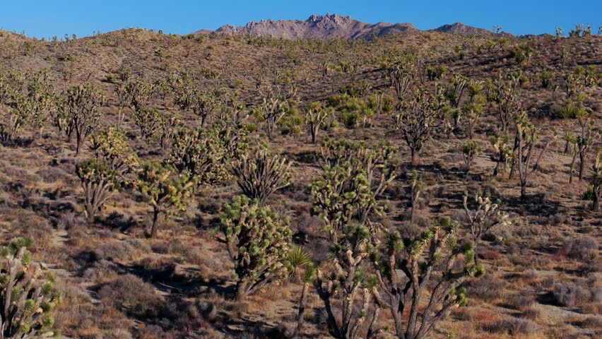 Yucca Trees Joshua Tree National Park California aerial drone San Fernando County Mojave Colorado desert mountain landscape Kelso Pinto Basin Dunes blue sky sunny afternoon downward pan up motion