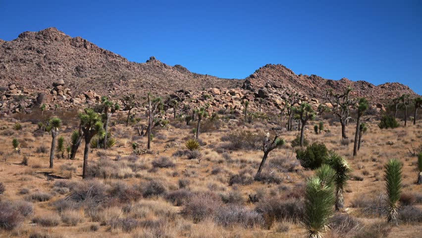 Joshua Tree National Park Mojave Colorado desert yucca Trees California driving San Bernardino County 49 Palms sunny vibrant blue sky rugged rock formation mountain landscape left pan motion