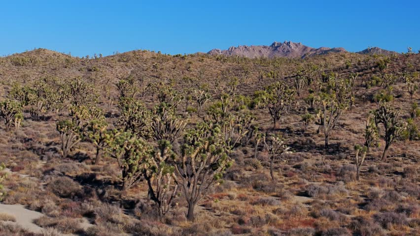 Yucca Trees Joshua Tree National Park California aerial drone San Fernando County Mojave Colorado desert landscape mountain peak Kelso Pinto Basin Dunes blue sky sunny afternoon circle left motion