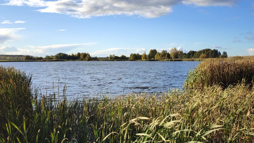 In the evening, the autumn sun sinks to the horizon over the forest on the far side of the lake. Reeds grow in the water. There