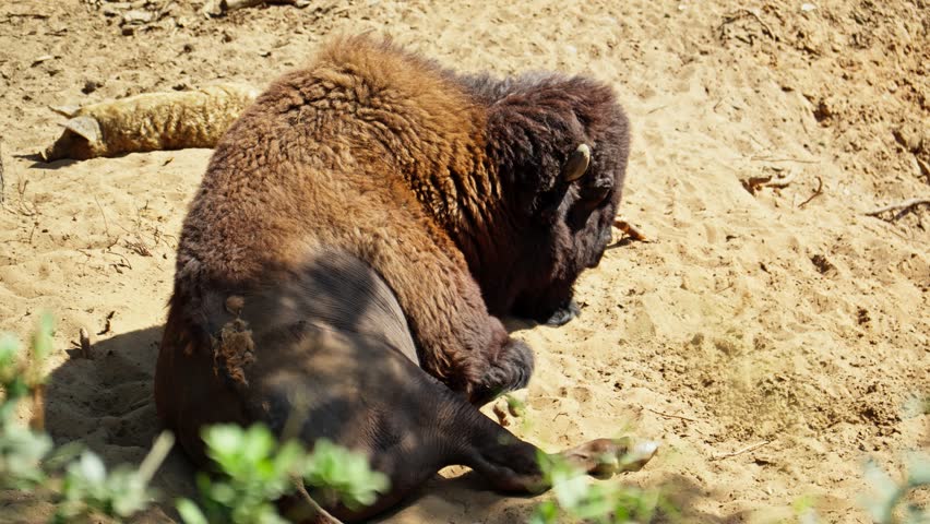 Powerful bison relaxing on ground outdoors. Majestic bison resting peacefully in the warm sunlight. Animal life. Zoo concept. 4K, UHD