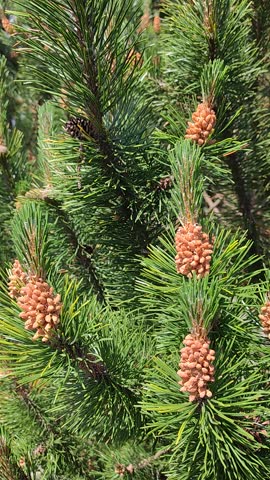 Close-up of young pine cones growing on tree tops of young spruce trees. The wind is blowing gently and birds are singing in the background. 