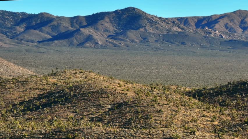 Yucca Trees mountain hills desert landscape Joshua Tree National Park California aerial drone San Fernando County Mojave Colorado Kelso Pinto Basin Dunes blue sky sunny afternoon forward pan up motion