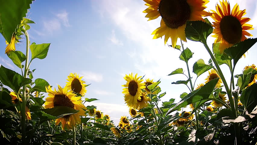 Sunny summer day. A field of sunflowers. The camera moves among the flowers