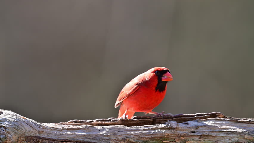 Male Cardinal feeding on a log in the woods in winter, Piedmont, North Carolina, US.