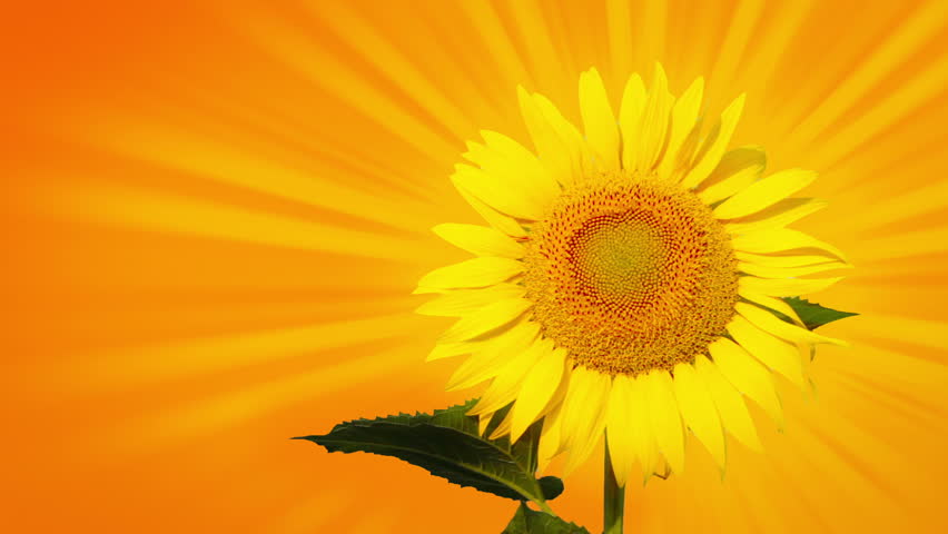 Orange background. One sunflower emits the sunbeams. Close-up. The sunbeams are