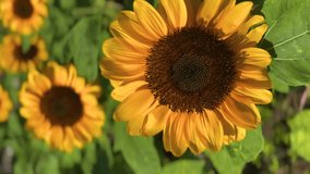 Vertical footage of a beautiful sunflower in the garden, depth of field, close up one big sunflower under sunlight in the morning - Powered by Shutterstock - Get 15% off with code: PIKWIZARD15