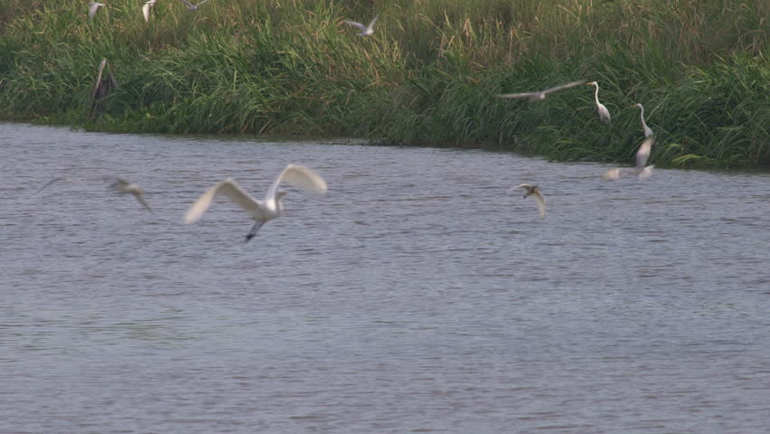 A tranquil wetland scene featuring birds in flight among lush grass, showcasing the beauty of nature and wildlife in their natural habitat. Ideal for nature enthusiasts.
