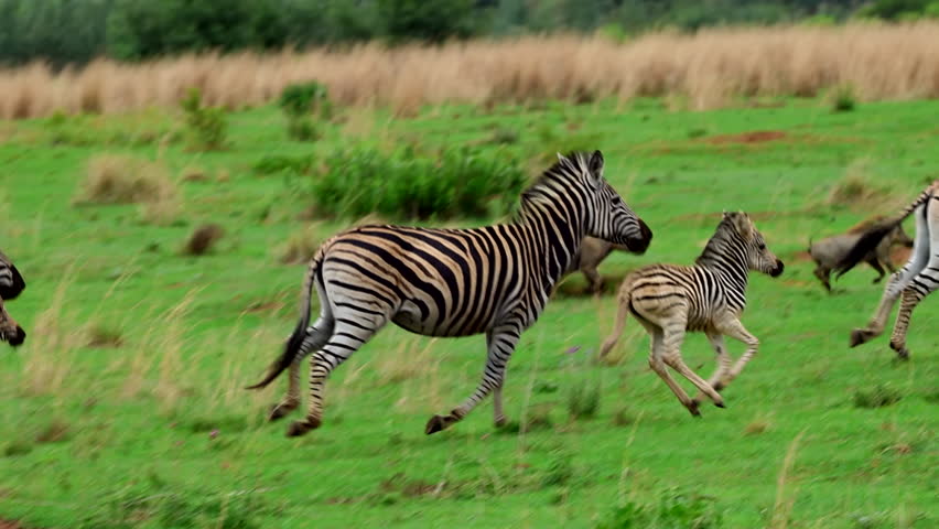 Herd of zebras running in a grassy field, symbolizing energy and unity outdoors