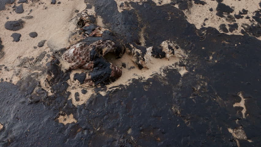 Dead bird died due to fuel oil. Oil leakage in ocean coastline after a tanker wreck.