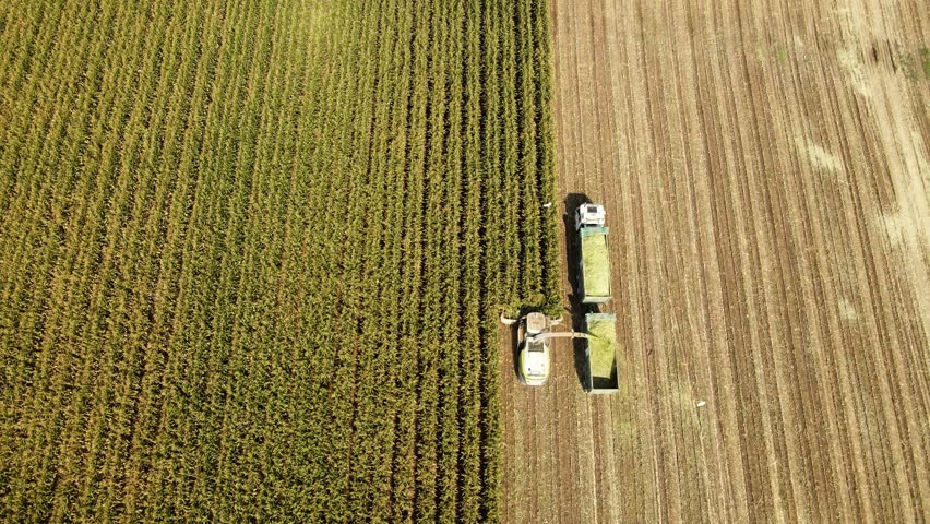 Top shot drone over a cornfield harvest, Cattle egrets circle above the combine.
Corn silage for cattle.
Modern Agriculture.
Corn Field in the Holy Land Israel.
Agricultural Landscap.