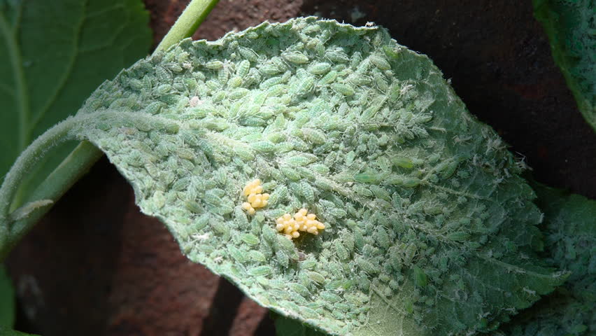 Greenfly Sits on a Plum Leaf. Aphid Insects Feeding Sucking Plant Juice. Pest Colony