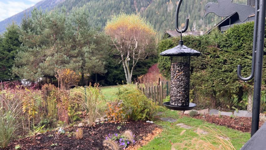 Birds, tit and tufted titmouse feeding on bird feeder in autumn garden