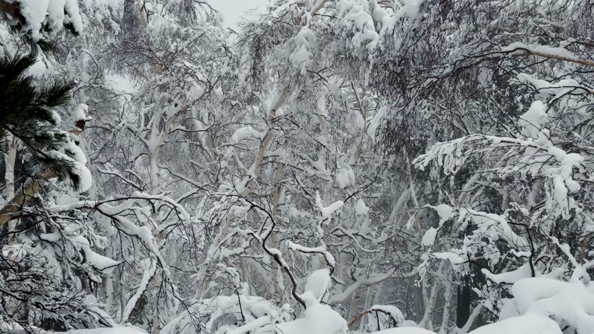 Shot during a snowfall in the Ragabo wood and in the tourist area of ​​Piano Provenzana Etna Nord in winter. Ski resorts on Etna with a view of Taormina. Snow covered trees birches. Frozen cottages.