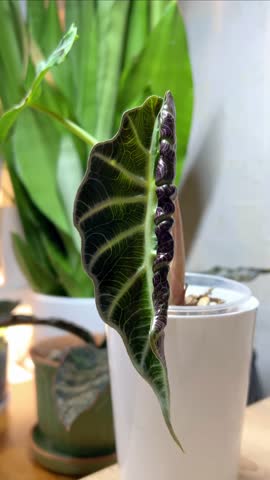 Young Alocasia Polly unrolls new leaf.Magic of new life.Houseplant with textured relief and silver leaf veins.Growing and caring for plants, favorite hobby.Vertical.High quality 4k footage. 