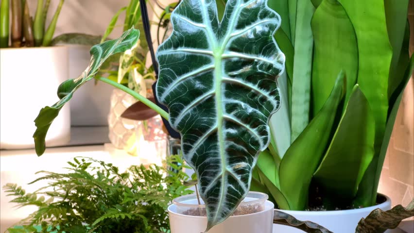 Young Alocasia Polly unrolls new leaf.Magic of new life.Houseplant with textured relief and silver leaf veins.Growing and caring for plants, favorite hobby.High quality 4k footage. 