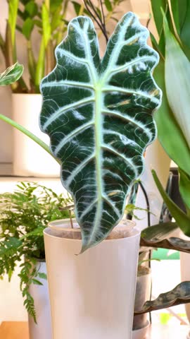 Young Alocasia Polly unrolls new leaf.Magic of new life.Houseplant with textured relief and silver leaf veins.Growing and caring for plants, favorite hobby.Vertical.High quality 4k footage. 