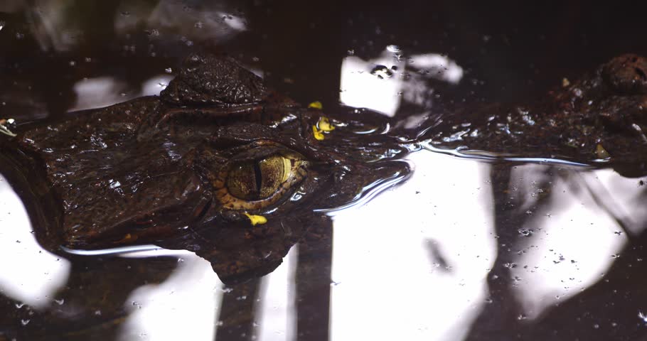 Closeup of Watchful Mother caiman looking at her baby in the water with the brilliant golden eye
