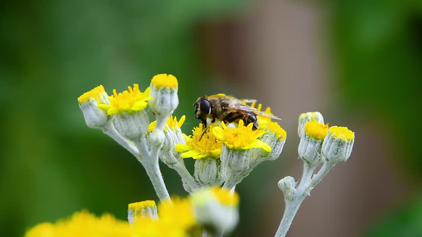 Bee walking on yellow flowers drinking nectar and rubbing feet