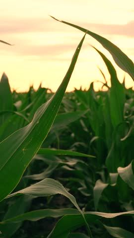Green leaves on agricultural farm close-up. Corn leaves against sky. Agriculture. Corn plantation. Green leaves of corn plants field. Green plant farm. Grow crop, agriculture. Growing corn plantation