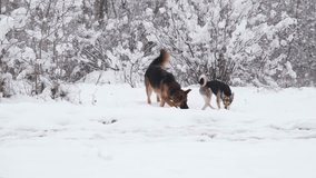 winter activities. dogs walking in snowy forest, german shepherd and mixed breed dog racing in snowy woods - Powered by Shutterstock - Get 15% off with code: PIKWIZARD15