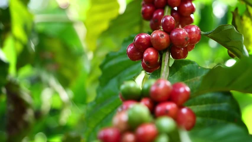 Ripe Coffee Beans on Branch: A cluster of ripe coffee beans, plump and vibrant red, adorn a branch laden with lush green leaves, offering a glimpse into the origins of the beloved beverage.