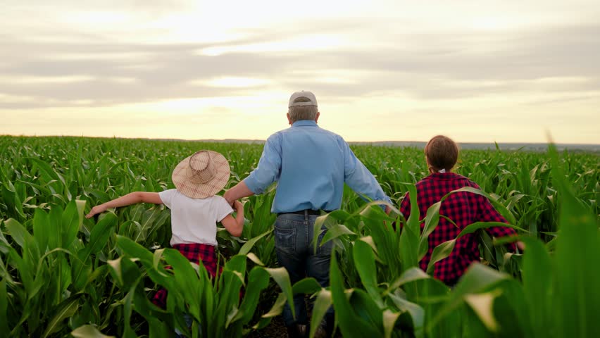 Family business, father children run together hand in hand on corn plantation. Farmer father little daughter, son is playing in cornfield. Dad farmer, kids run through corn field. Business Agriculture