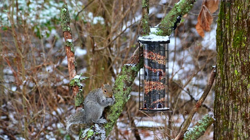 Eastern Grey Squirrel Sciurus carolinensis, hungry squirrel steals and eats seed food from bird feeder hanging on tree, New Jersey, USA