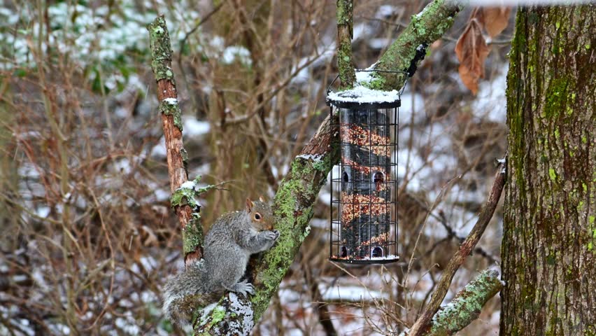 Eastern Grey Squirrel Sciurus carolinensis, hungry squirrel steals and eats seed food from bird feeder hanging on tree, New Jersey, USA