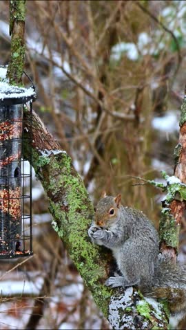 Eastern Grey Squirrel Sciurus carolinensis, hungry squirrel steals and eats seed food from bird feeder hanging on tree, New Jersey, USA