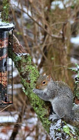 Eastern Grey Squirrel Sciurus carolinensis, hungry squirrel steals and eats seed food from bird feeder hanging on tree, New Jersey, USA