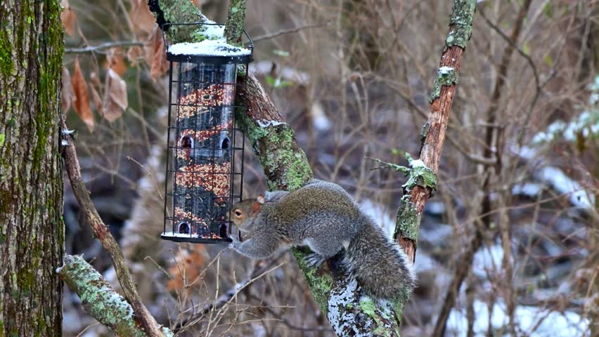 Eastern Grey Squirrel Sciurus carolinensis, hungry squirrel steals and eats seed food from bird feeder hanging on tree, New Jersey, USA