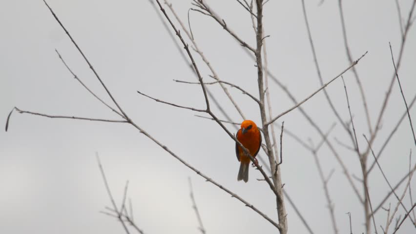 The Mauritius fody (Foudia rubra) is a rare bird species from the weaver family, endemic to Mauritius. The footage highlights the bird in its natural habitat.