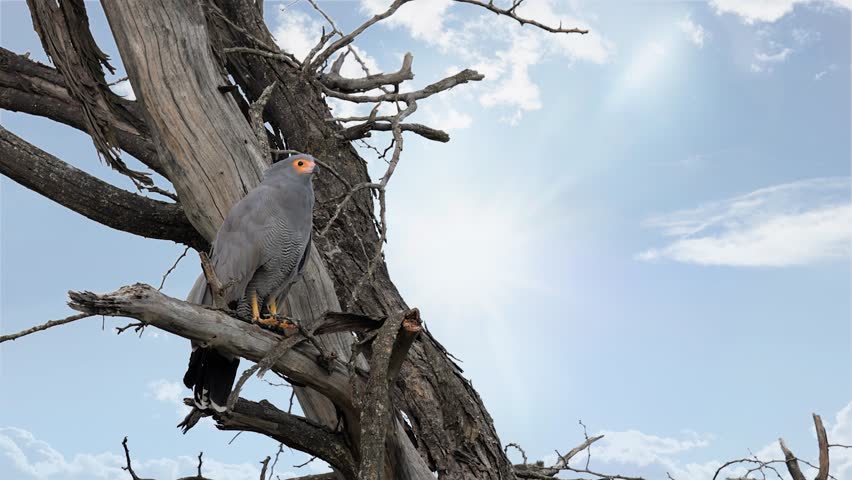 African Harrier-hawk bird perched on dead tree branch against blue sky