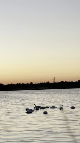Serene sunset over a calm lake with swans gracefully swimming, framed by a peaceful horizon and soft colors of twilight