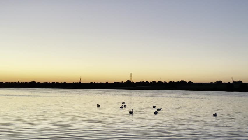Serene sunset over a calm lake with swans gracefully swimming, framed by a peaceful horizon and soft colors of twilight