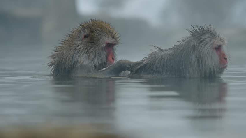 A snow monkey gently removes parasites from a buddy while relaxing in the steaming waters of Jigokudani Onsen, Yamanouchi.