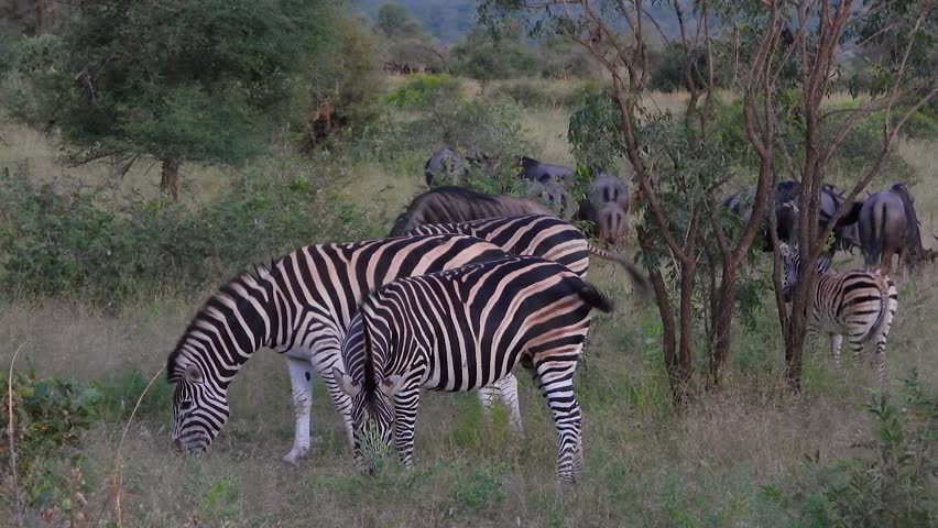 group of burchell zebras and african buffalos grazing tigether between trees and long grass in the Krugen national park, located in South africa