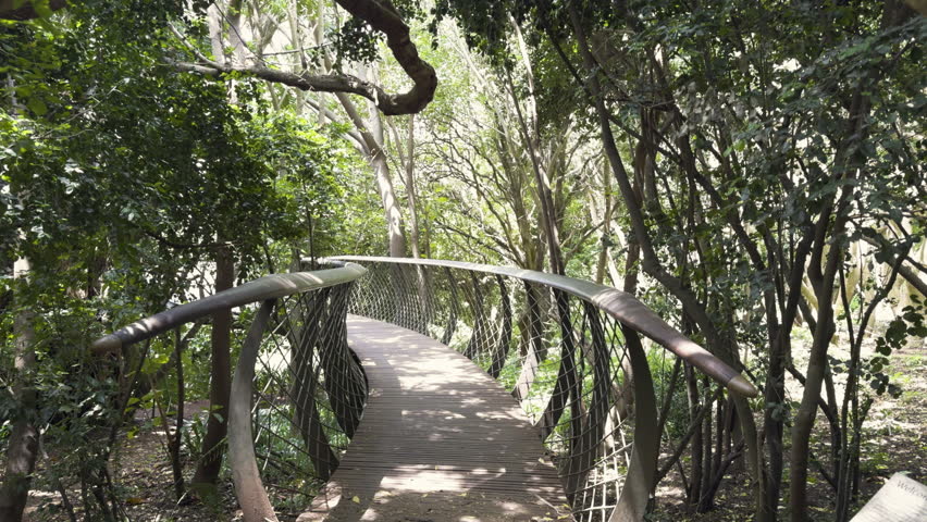 Tree top canopy walk in Kirstenbosch National Botanical Garden for sightseeing, located at Cape Town, South Africa.